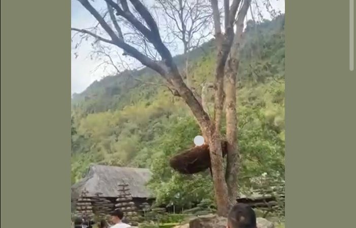 V-I-D Xuất hiện loài chym l:ạ ở Ninh Bình😜