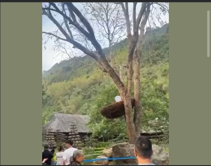 V-I-D Xuất hiện loài chym l:ạ ở Ninh Bình😜